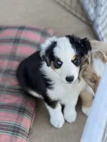Lucky , a female Australian Shepherd for sale in Patterson, CA – 2 of 8