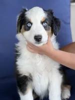 Lucky , a female Australian Shepherd for sale in Patterson, CA – 4 of 8