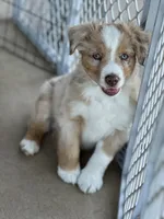 Jalapeño , a male Australian Shepherd for sale in Patterson, CA – 5 of 7
