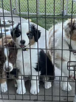 Lucky , a female Australian Shepherd for sale in Patterson, CA – 5 of 8