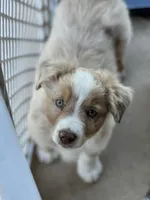 Jalapeño , a male Australian Shepherd for sale in Patterson, CA – 2 of 7