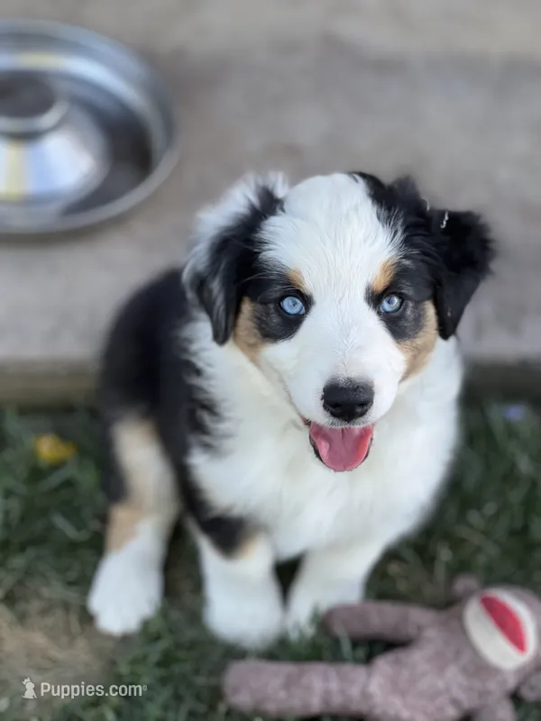 Lucky  – Australian Shepherd puppy for sale in Patterson, CA