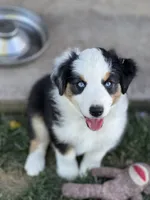 Lucky , a female Australian Shepherd for sale in Patterson, CA – 1 of 8