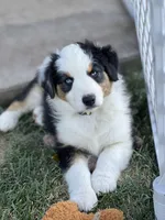Lucky , a female Australian Shepherd for sale in Patterson, CA – 3 of 8