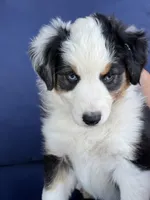 Lucky , a female Australian Shepherd for sale in Patterson, CA – 6 of 8