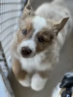 Jalapeño , a male Australian Shepherd for sale in Patterson, CA – 3 of 7