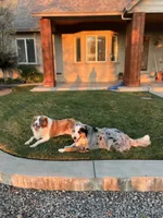 Lucky , a female Australian Shepherd for sale in Patterson, CA – 7 of 8