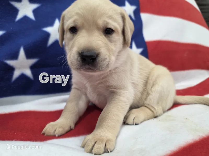 Gray – Labrador Retriever puppy for sale in Dafter, MI
