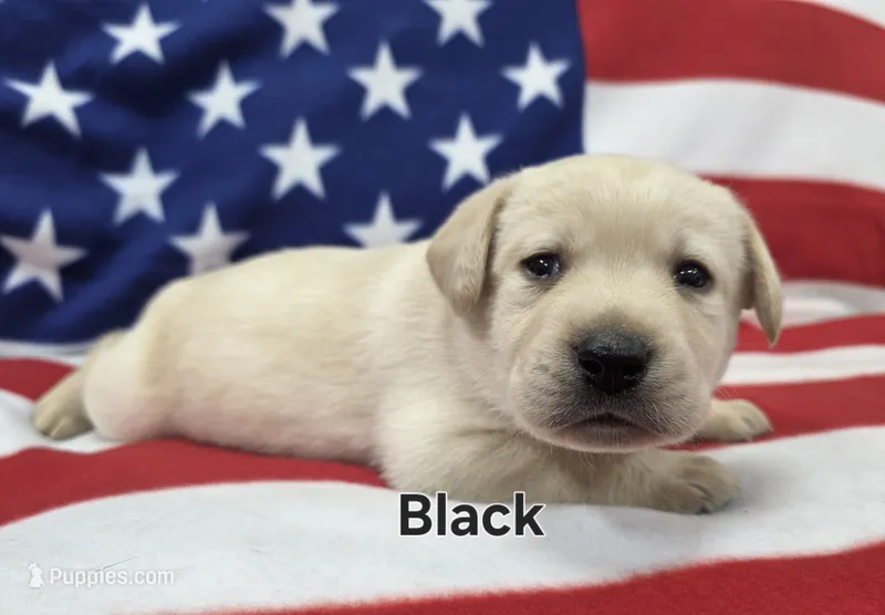 Black, a male Labrador Retriever for sale in Dafter, MI – 1 of 1