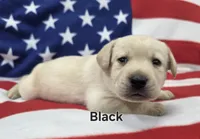 Black, a male Labrador Retriever for sale in Dafter, MI – 1 of 1