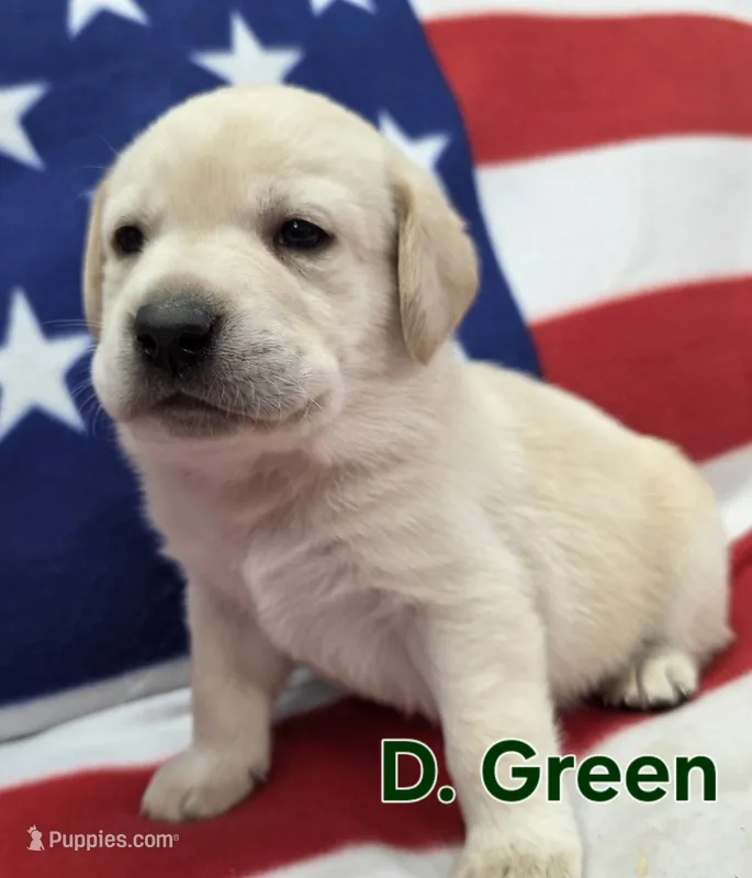 D. Green – Labrador Retriever puppy for sale in Dafter, MI