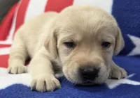 Gray, a female Labrador Retriever for sale in Dafter, MI – 1 of 1