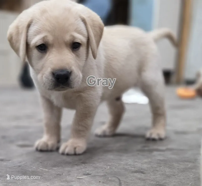 Gray – Labrador Retriever puppy for sale in Dafter, MI