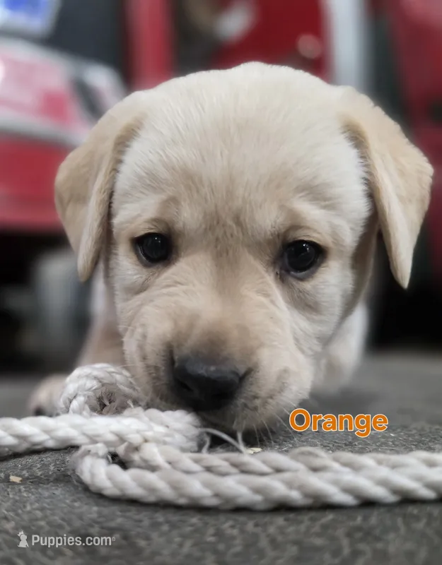 Orange – Labrador Retriever puppy for sale in Dafter, MI