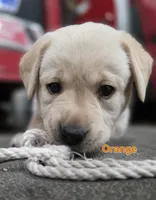 Orange, a male Labrador Retriever for sale in Dafter, MI – 1 of 2
