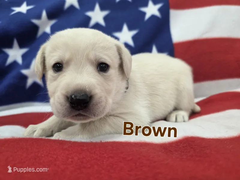 Brown, a male Labrador Retriever for sale in Dafter, MI – 1 of 1