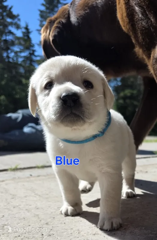 Blue – Labrador Retriever puppy on hold in Dafter, MI