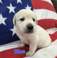 Blue, a male Labrador Retriever for sale in Dafter, MI – 1 of 2