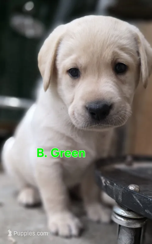 B. Green – Labrador Retriever puppy for sale in Dafter, MI