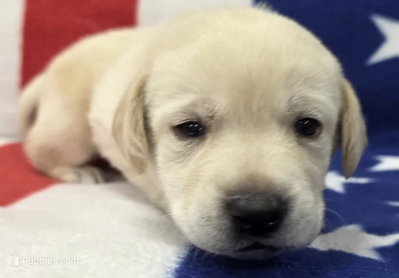 B. Green – Labrador Retriever puppy for sale in Dafter, MI