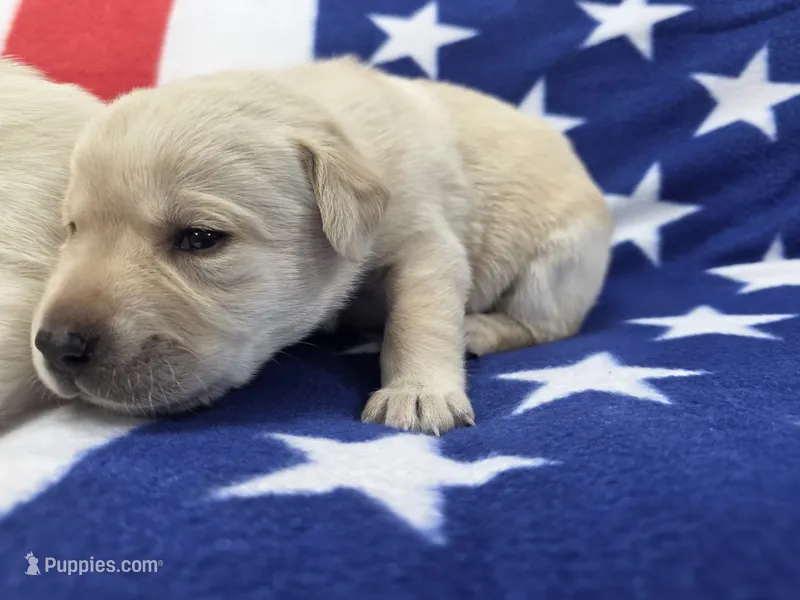 Purple  – Labrador Retriever puppy for sale in Dafter, MI