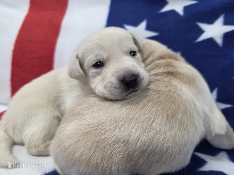 Black – Labrador Retriever puppy for sale in Dafter, MI