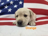 Orange, a male Labrador Retriever for sale in Dafter, MI – 2 of 2