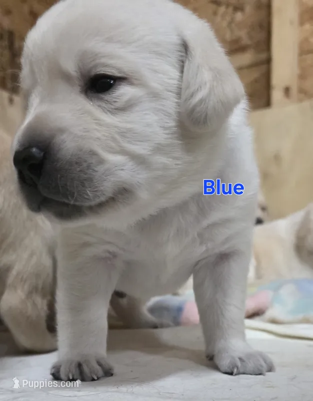 Blue – Labrador Retriever puppy for sale in Dafter, MI