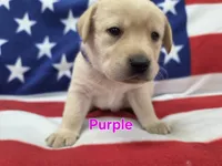 Purple , a female Labrador Retriever for sale in Dafter, MI – 1 of 1