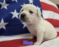 Blue, a male Labrador Retriever for sale in Dafter, MI – 2 of 2
