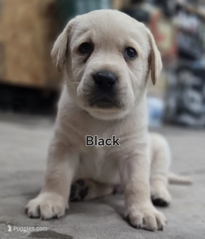 Black – Labrador Retriever puppy for sale in Dafter, MI