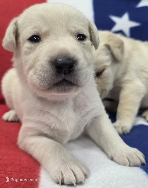 Orange – Labrador Retriever puppy for sale in Dafter, MI