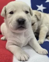 Orange, a male Labrador Retriever for sale in Dafter, MI – 1 of 1