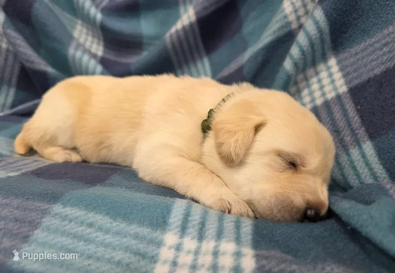 D. Green – Labrador Retriever puppy for sale in Dafter, MI