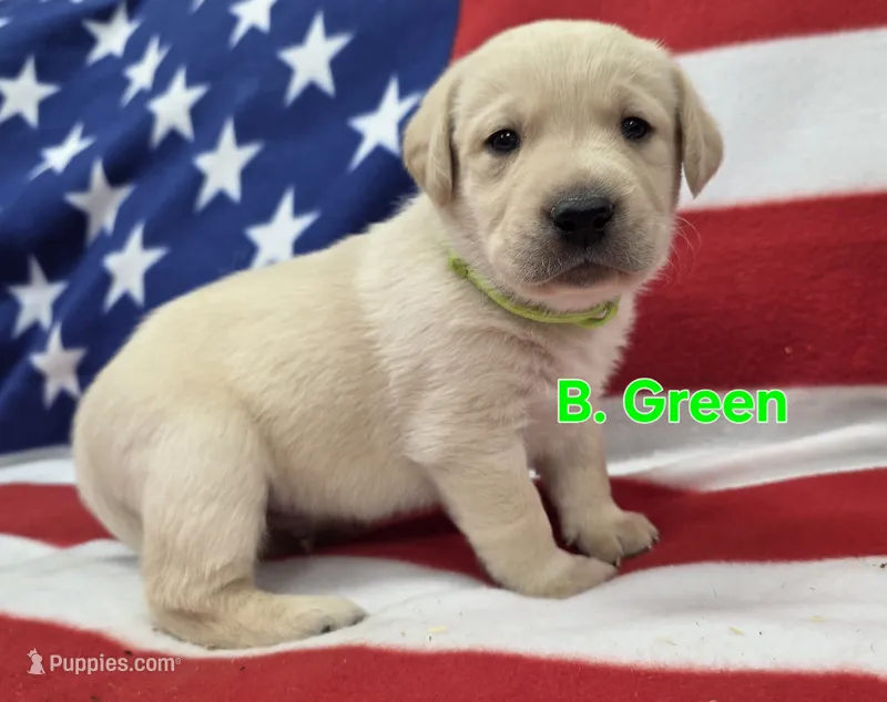 B. Green, a male Labrador Retriever for sale in Dafter, MI – 1 of 1