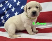 B. Green, a male Labrador Retriever for sale in Dafter, MI – 1 of 1