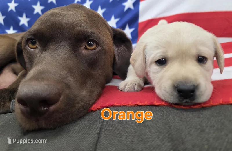 Orange – Labrador Retriever puppy for sale in Dafter, MI