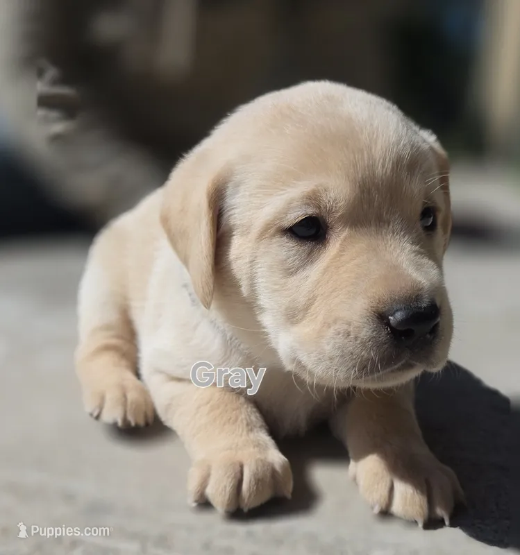 Gray – Labrador Retriever puppy for sale in Dafter, MI