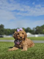 Standard - Fancy Nancy - Female, a female Golden Retriever and Poodle - Standard  for sale in Kissimmee, FL – 5 of 5