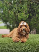 Lady Cinnabun, a female Goldendoodle for sale in Kissimmee, FL – 2 of 3