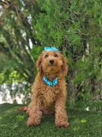 Peaches - Miniature , a female Miniature Goldendoodle for sale in Kissimmee, FL – 4 of 6