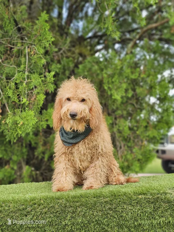 Medium -  Butterbean - Male – Miniature Goldendoodle puppy for sale in Kissimmee, FL