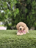 Toy - Biscuit Belle - Female, a female Golden Retriever and Poodle - Miniature  for sale in Kissimmee, FL – 5 of 5