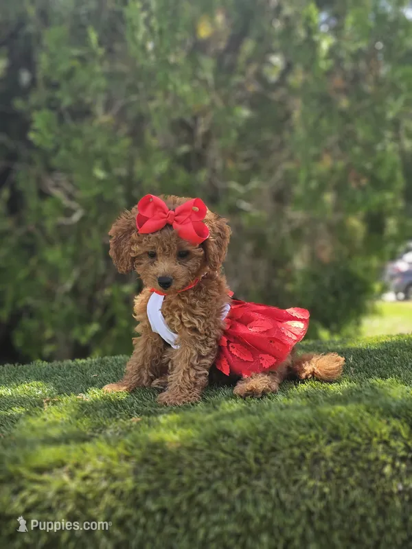 Cherry Couture – Goldendoodle puppy for sale in Kissimmee, FL