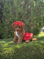 Cherry Couture, a female Goldendoodle for sale in Kissimmee, FL – 1 of 4