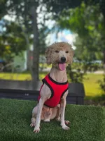 Mini Sir Toffee , a male Poodle - Toy  and Miniature Goldendoodle for sale in Kissimmee, FL – 5 of 5
