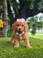 Cavapoo Praline Belle, a female Cavapoo and Poodle - Miniature  for sale in Kissimmee, FL – 2 of 7