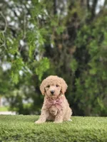 Toy - Biscuit Belle - Female, a female Golden Retriever and Poodle - Miniature  for sale in Kissimmee, FL – 2 of 5