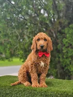 Standard - Cooper - Male, a male Golden Retriever and Poodle - Standard  for sale in Kissimmee, FL – 4 of 5