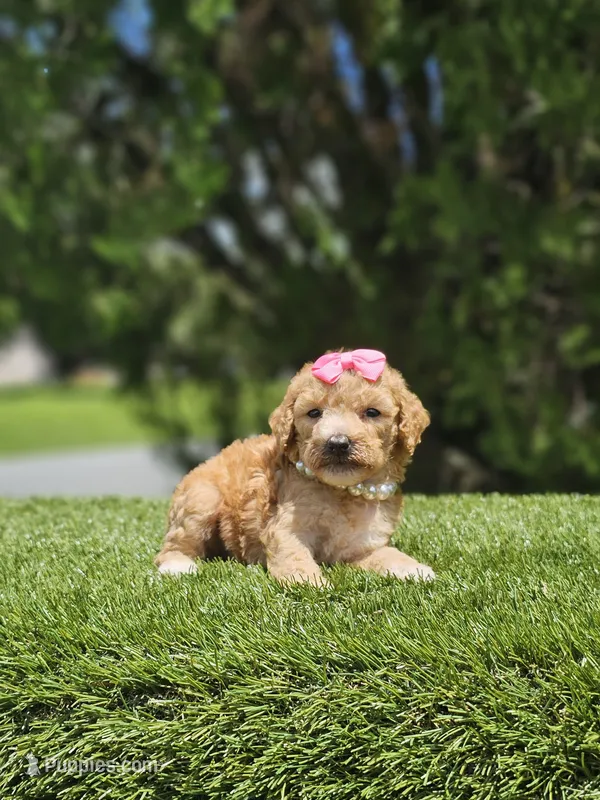 Toy Goldendoodle - Tutu Pop – Poodle - Toy  puppy for sale in Kissimmee, FL